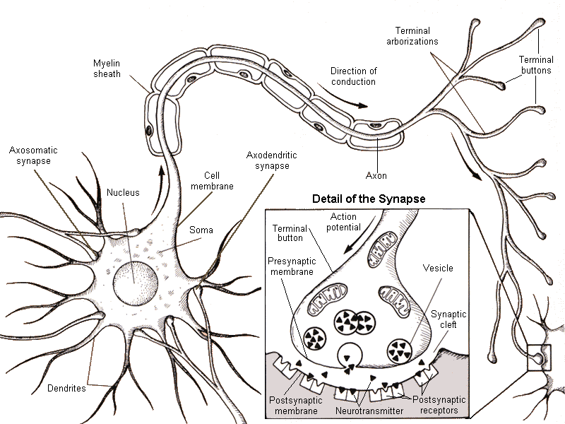 detail of neuron and synapse